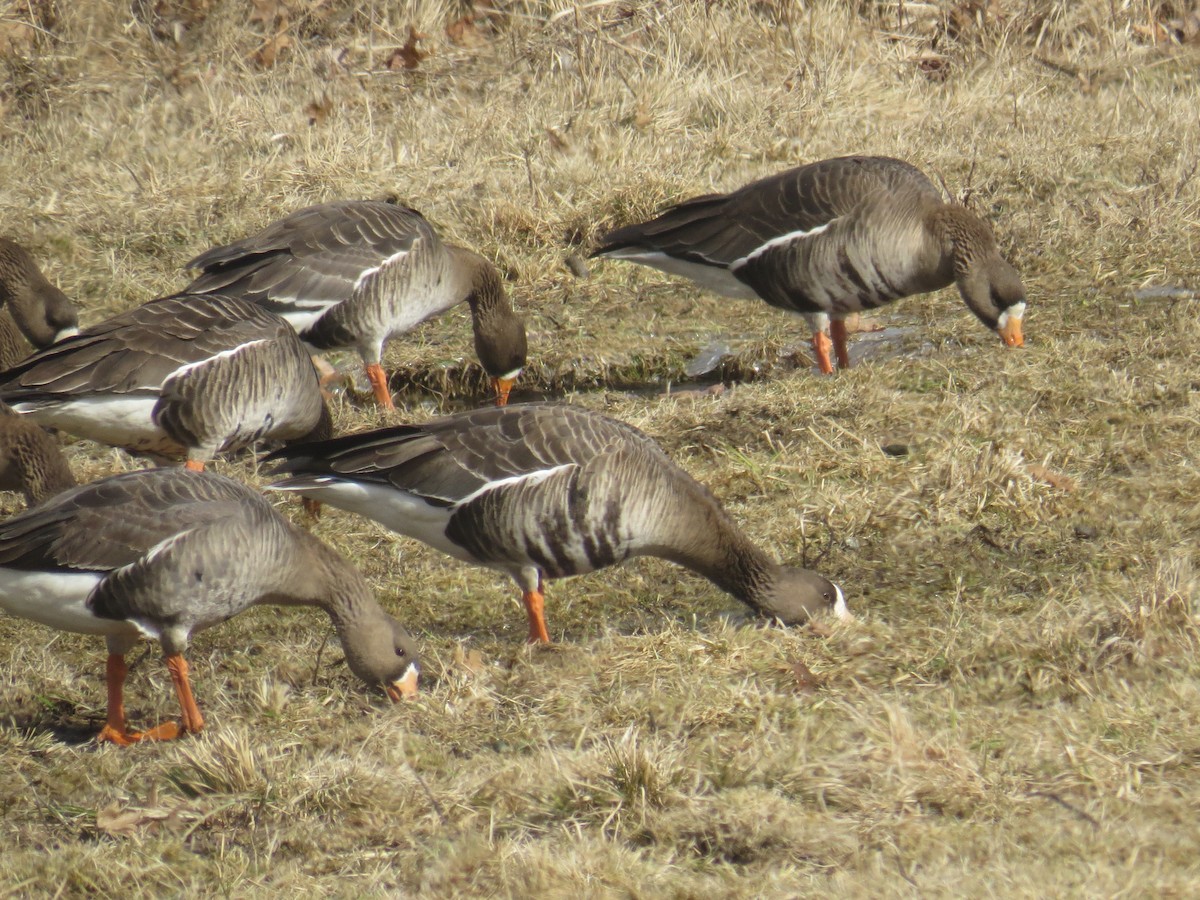 Greater White-fronted Goose (Western) - Greg Hanisek