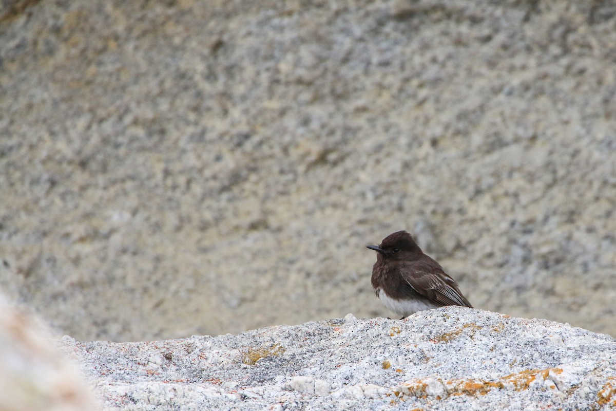 Black Phoebe - ML212277061