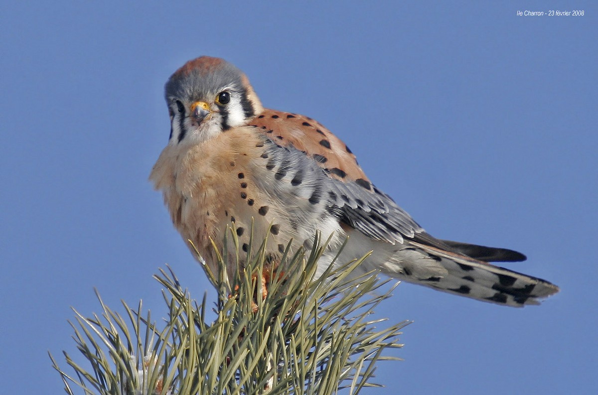 American Kestrel - ML212277091