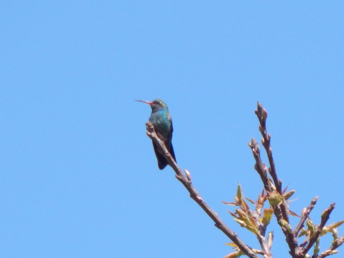 Broad-billed Hummingbird - José Hiram  Licona Hernández