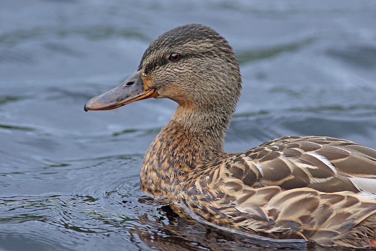 Mallard - Andrew Steele