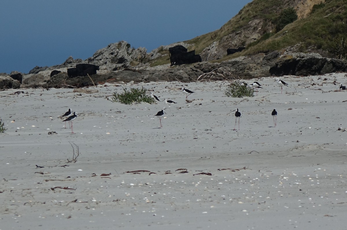 Pied Stilt - ML212280341