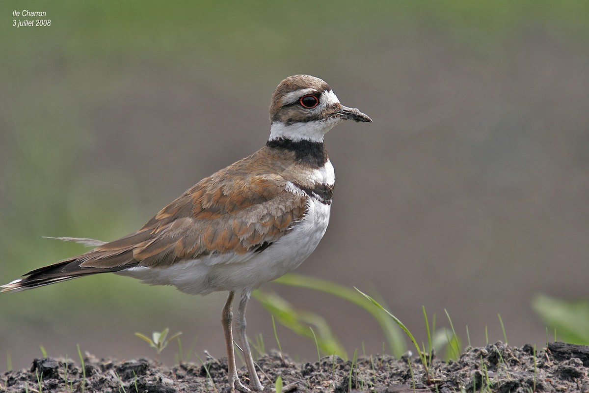 Killdeer - ML212280901