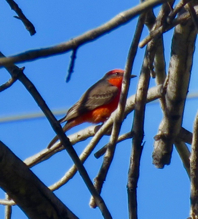 Vermilion Flycatcher - Richard  Barth