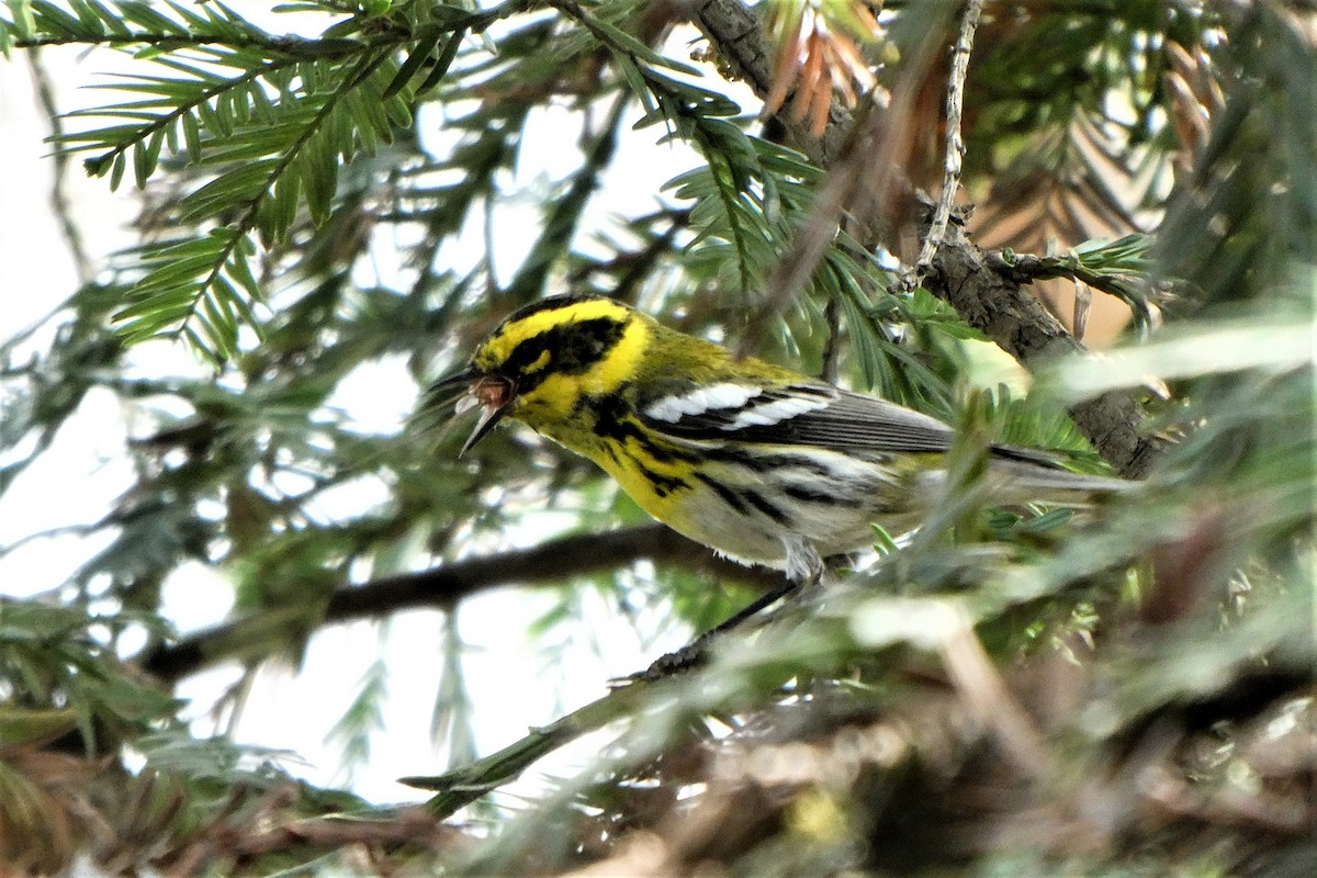 Townsend's Warbler - ML212281891