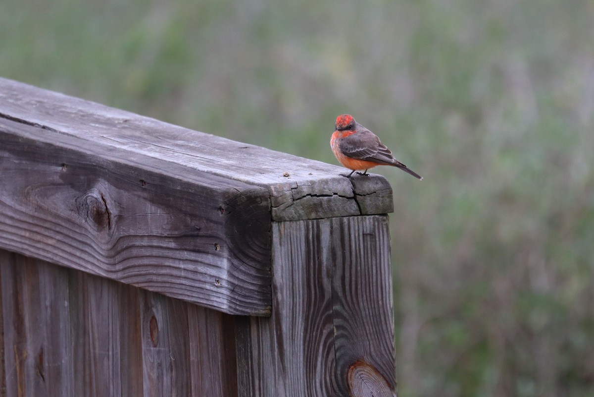 Vermilion Flycatcher - Adam Kent