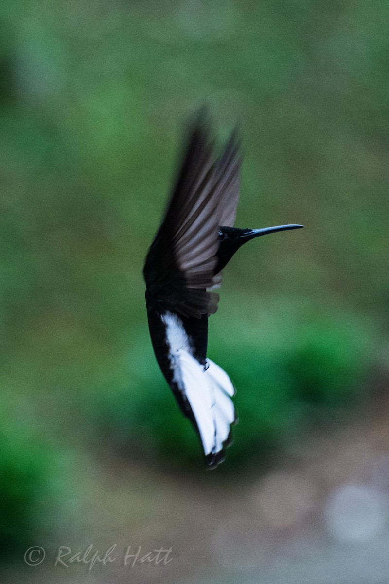 kolibřík černobílý - ML212282131