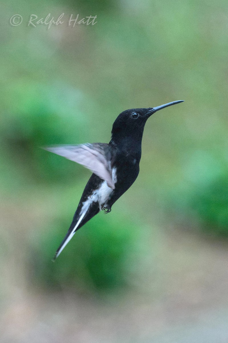 kolibřík černobílý - ML212282141