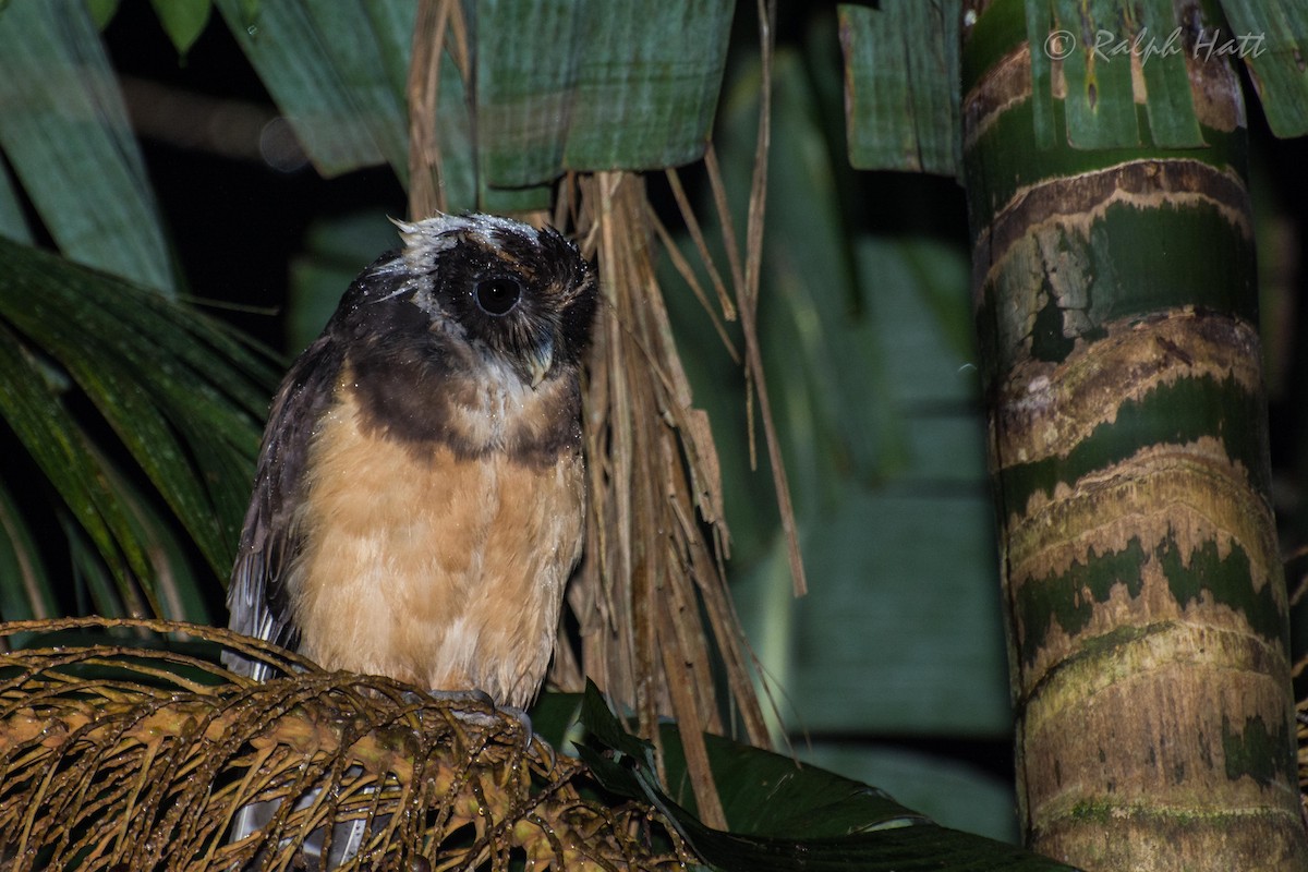 Tawny-browed Owl - ML212282161