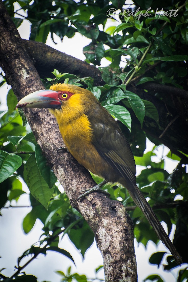 Saffron Toucanet - ML212282171