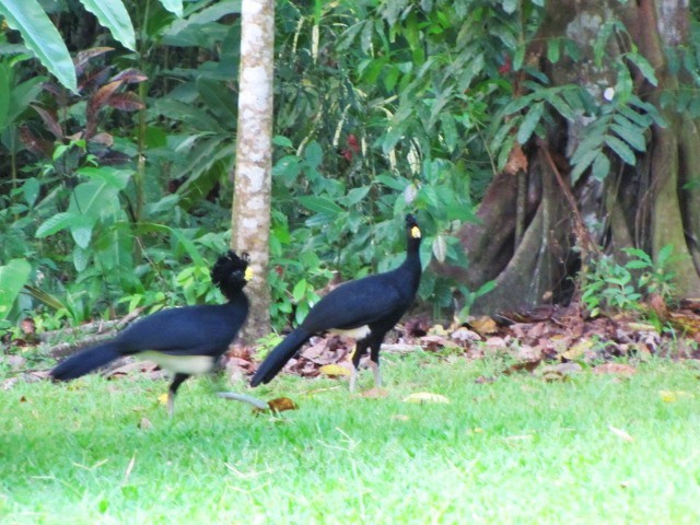 Great Curassow - Ron Wilson