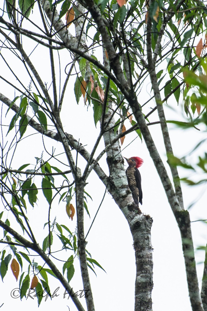 Helmeted Woodpecker - ML212282231