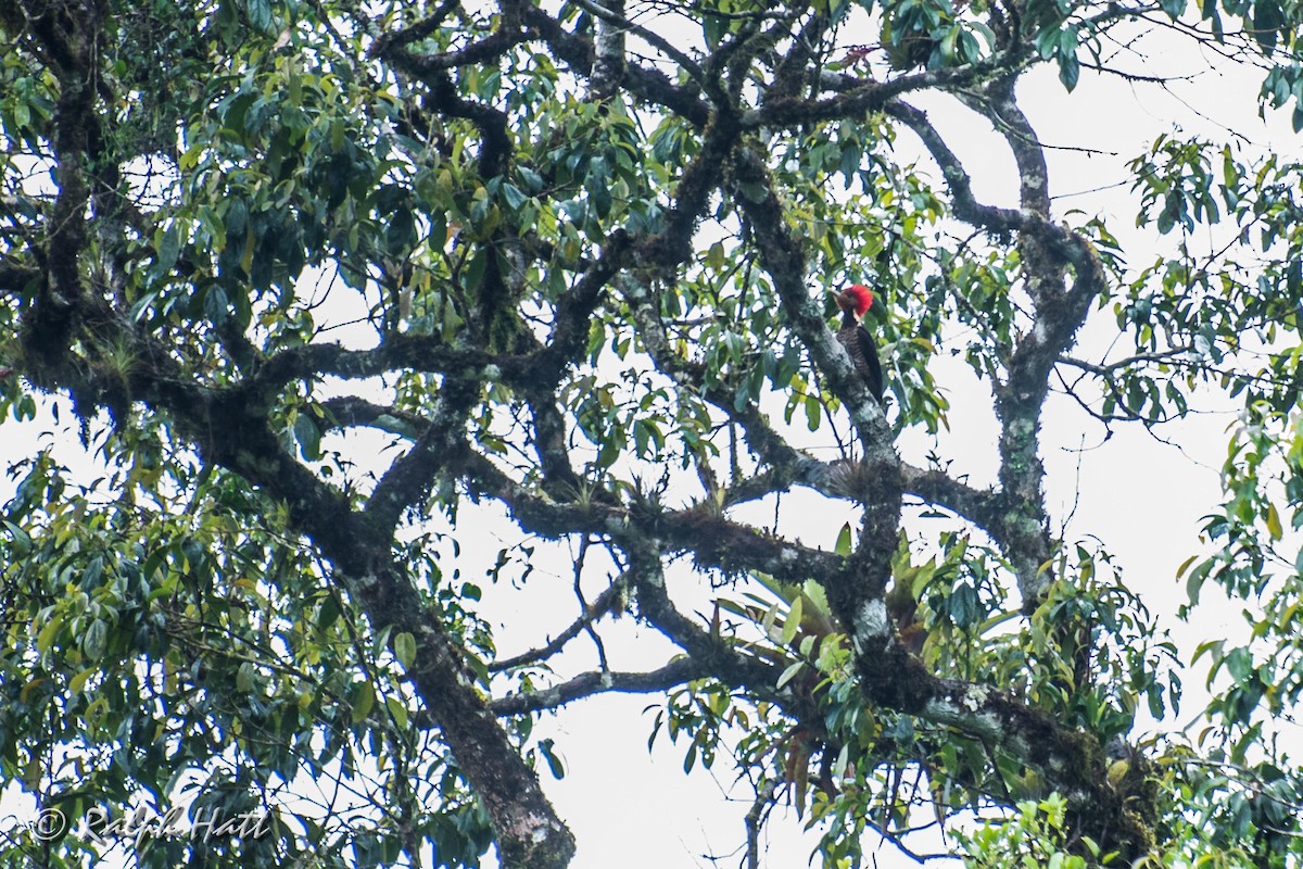 Helmeted Woodpecker - ML212282251