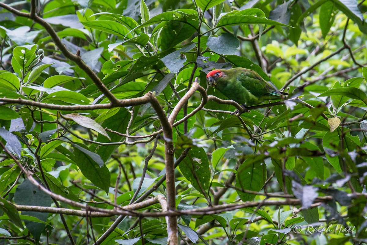 Pileated Parrot - Ralph Hatt