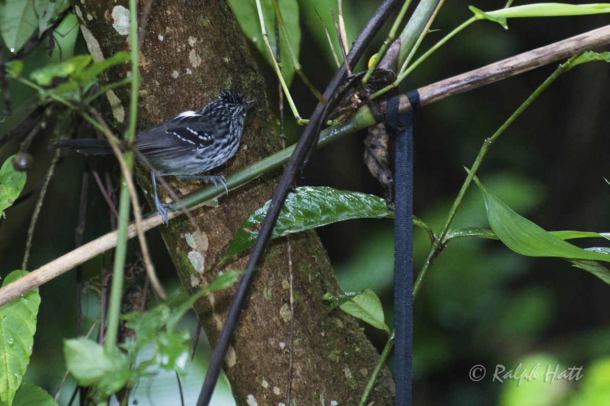 Dusky-tailed Antbird - ML212282451