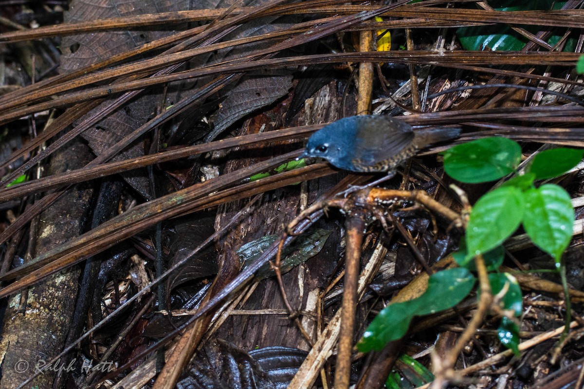 White-breasted Tapaculo - ML212282541