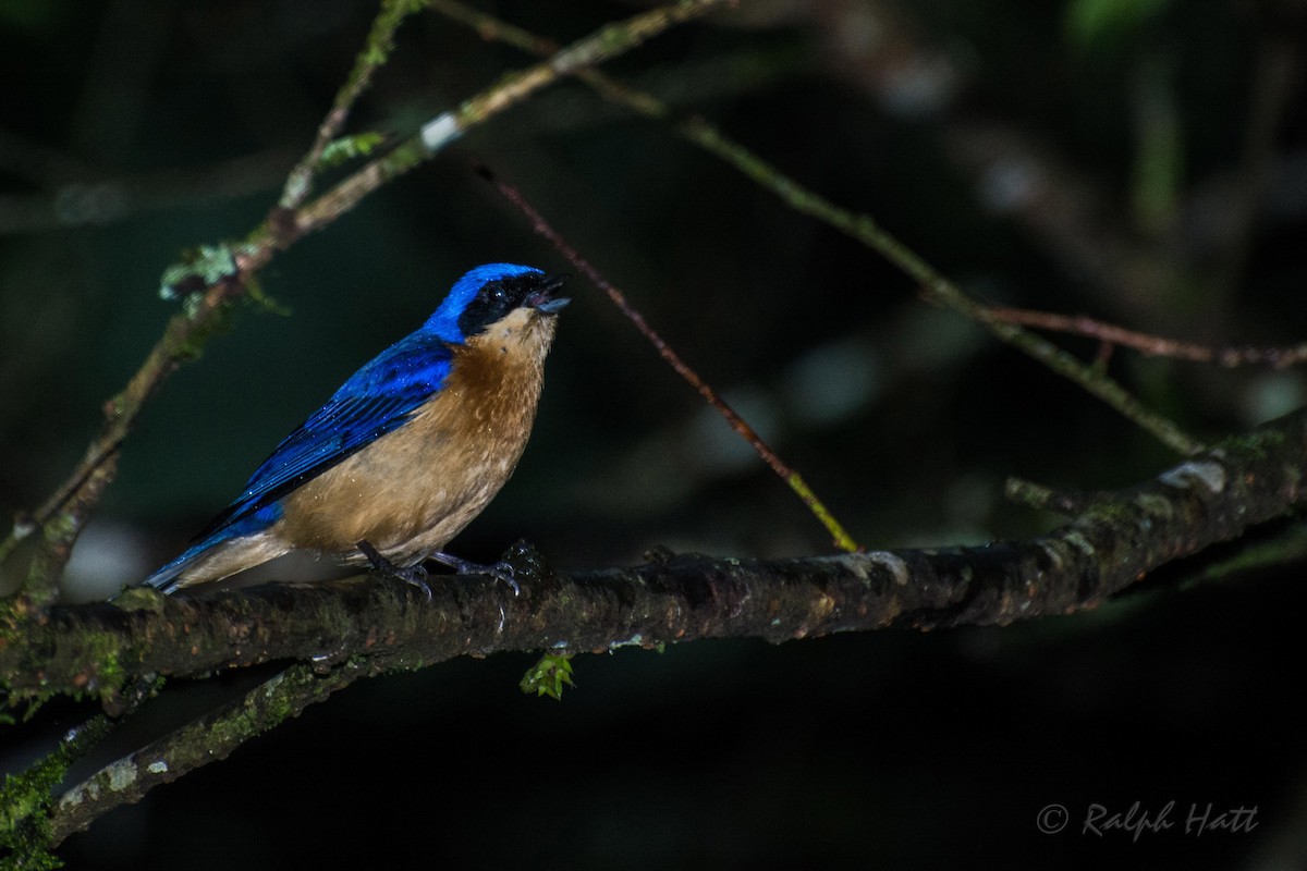 Fawn-breasted Tanager - ML212282881