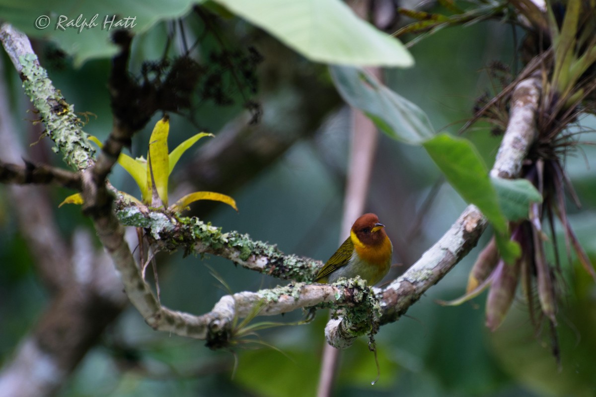 Rufous-headed Tanager - ML212282941
