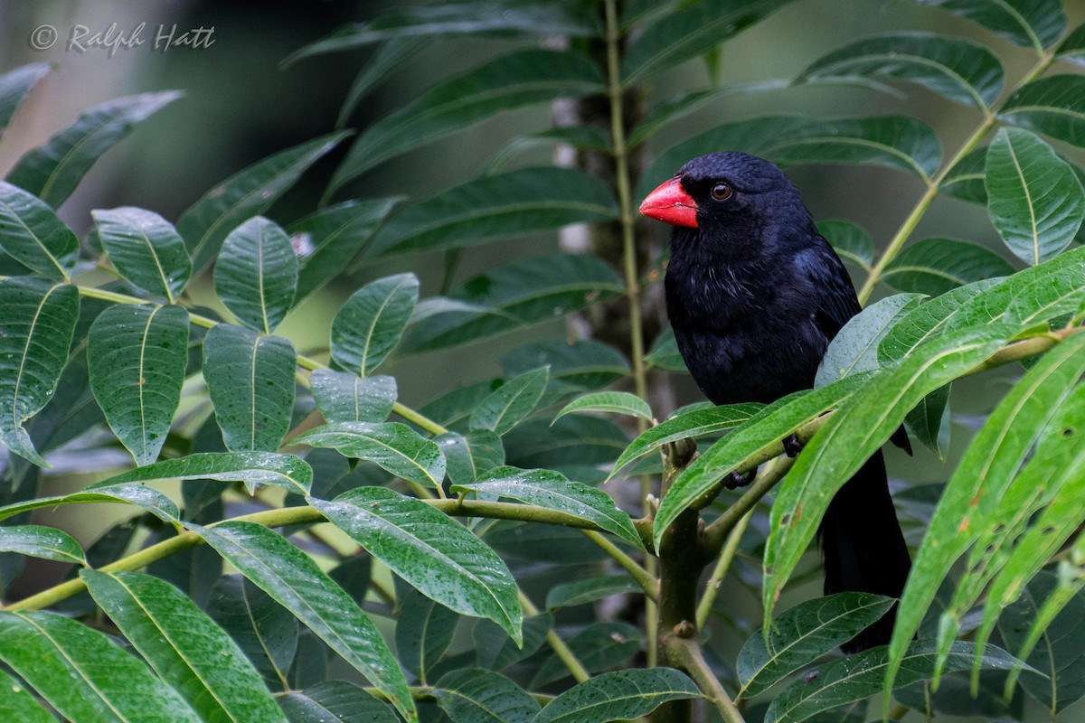 Black-throated Grosbeak - ML212282991