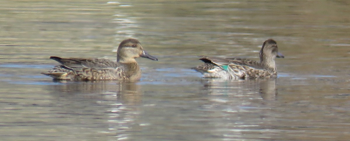 Green-winged Teal - ML21228421