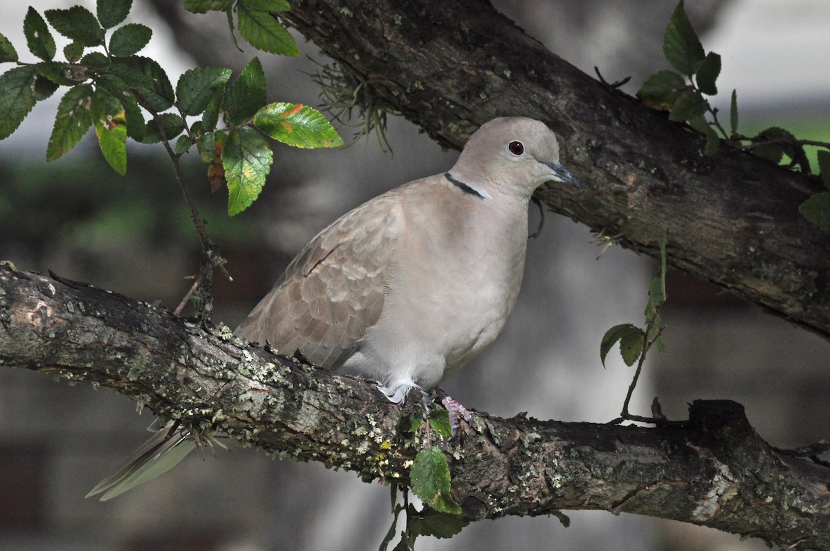 Eurasian Collared-Dove - ML212284821