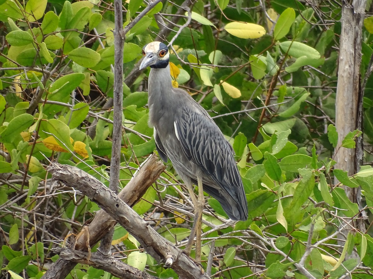 Yellow-crowned Night Heron - ML212285211