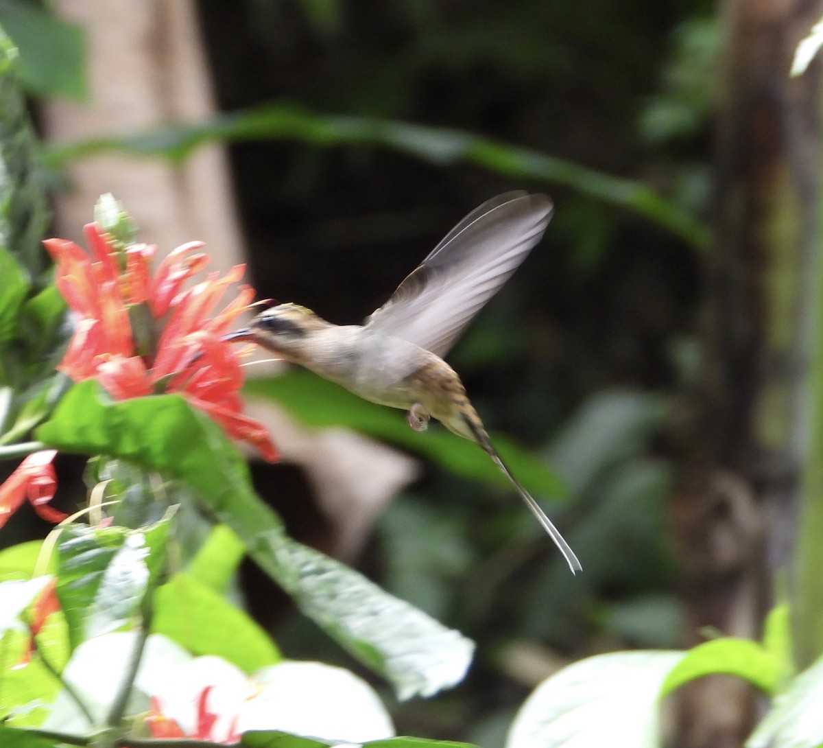 Long-billed Hermit - ML212285221