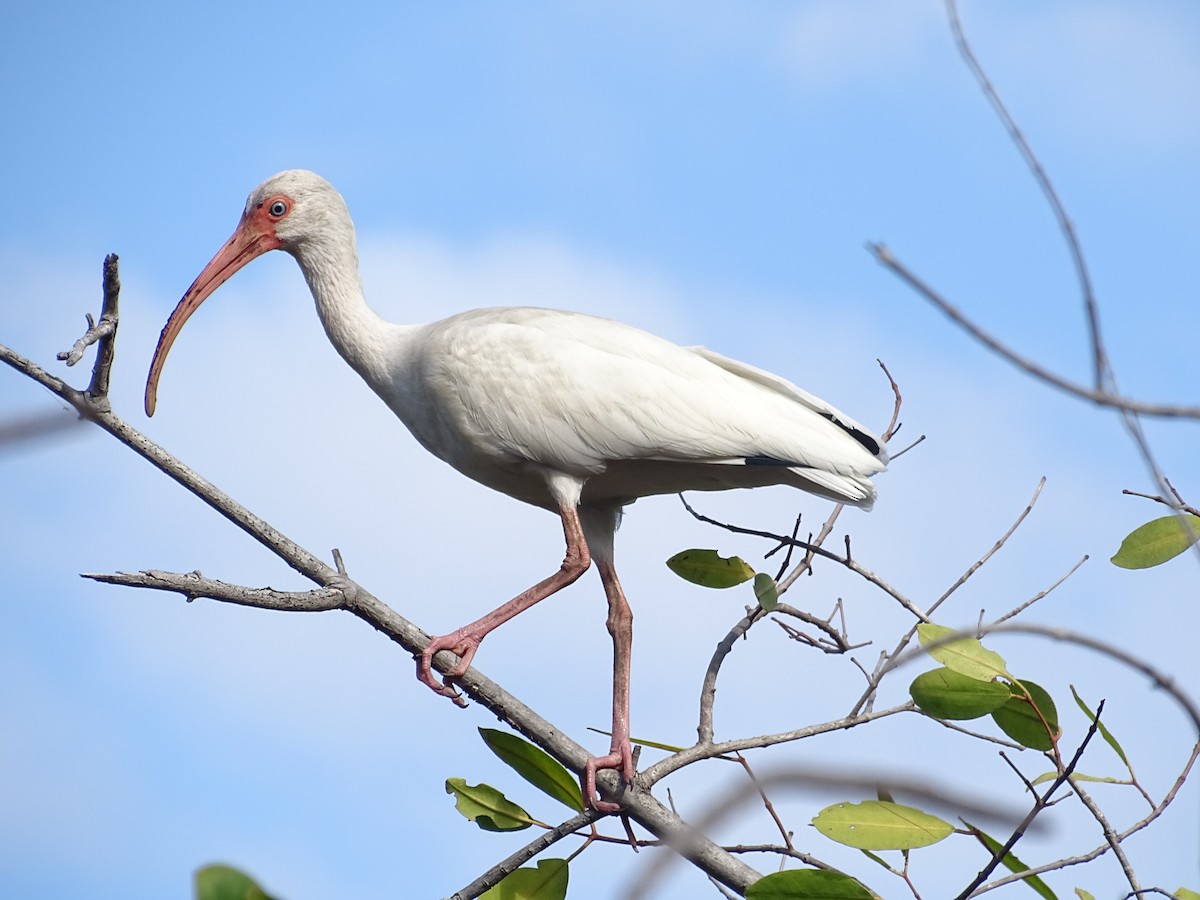 White Ibis - Lester Josué Rivera García