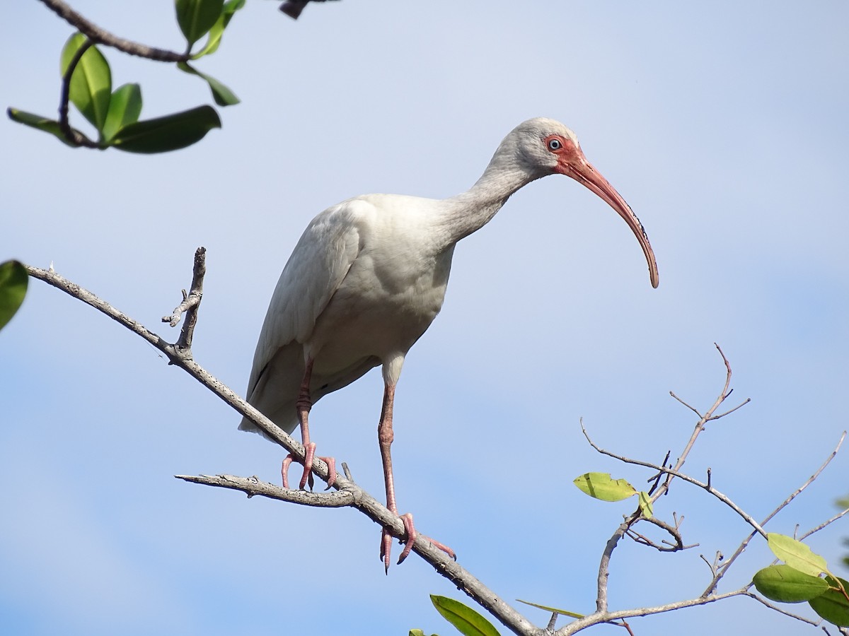 White Ibis - Lester Josué Rivera García