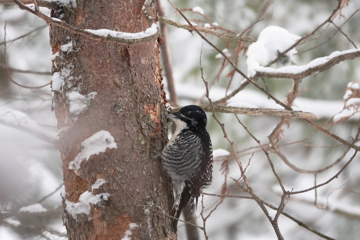 American Three-toed Woodpecker - Céline Boilard