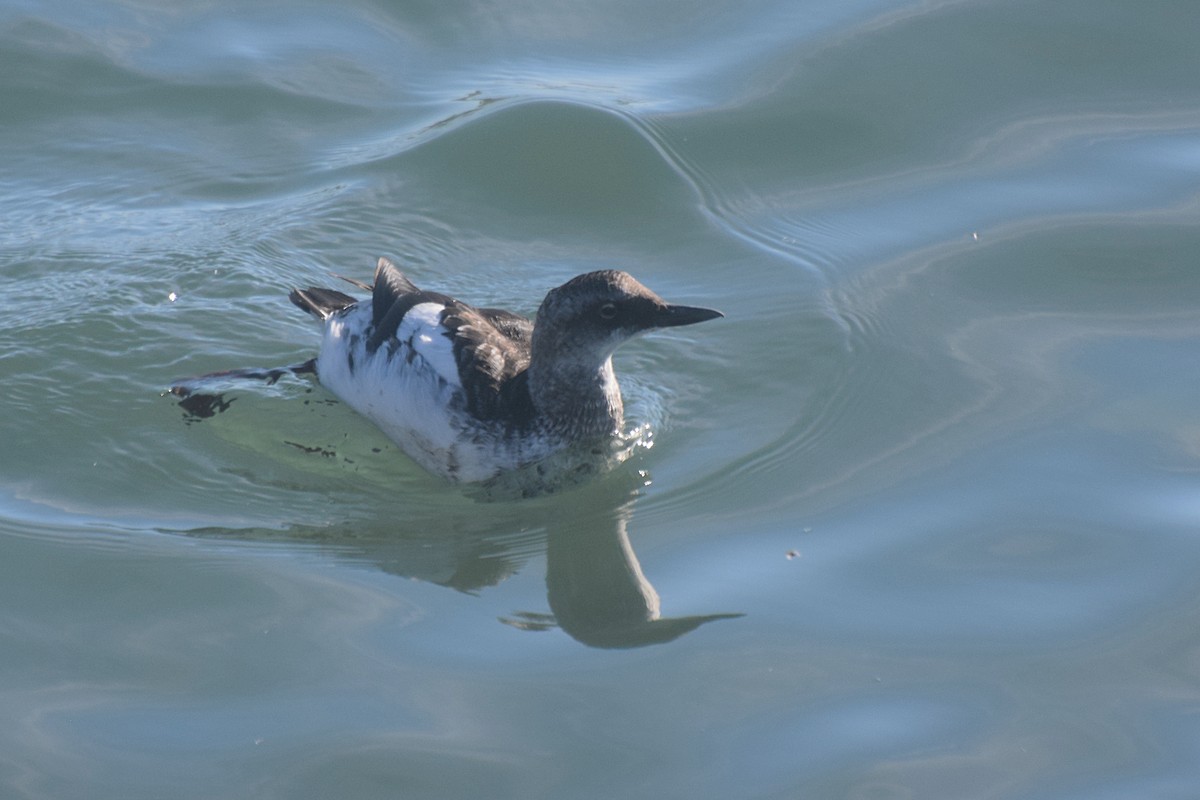 Pigeon Guillemot - ML21228681