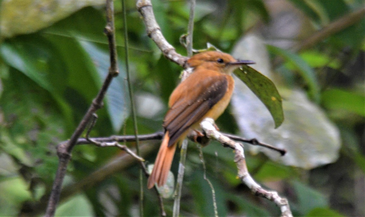 Tropical Royal Flycatcher (Pacific) - ML212287771