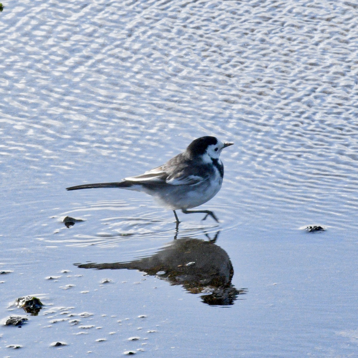White Wagtail (British) - ML212289031