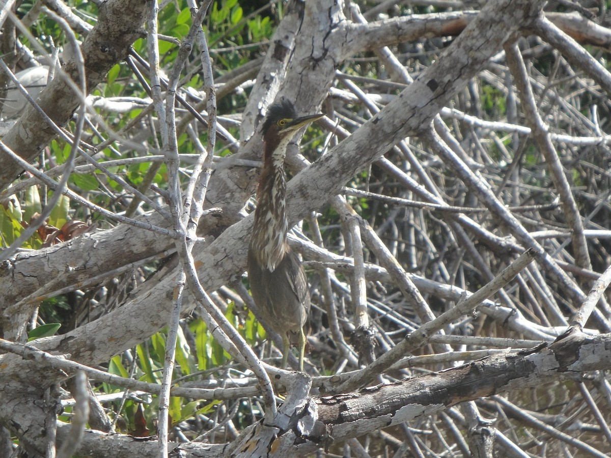 Green Heron - Hector C. Cruzado