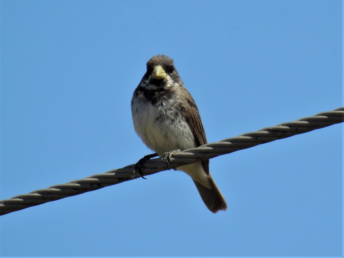 Double-collared Seedeater - ML212292951