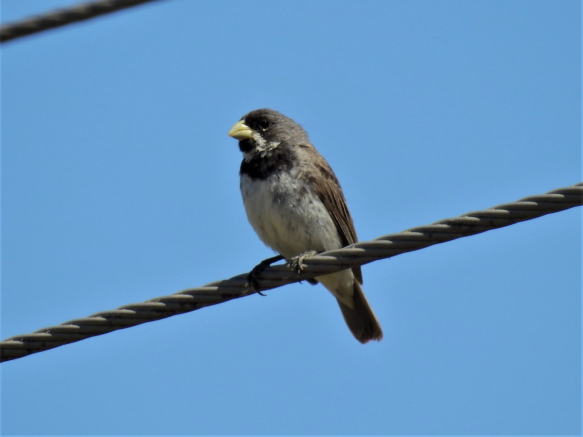 Double-collared Seedeater - ML212292961