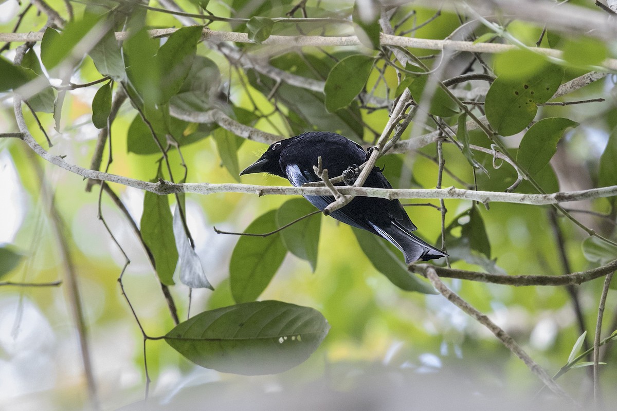 Short-tailed Drongo - ML212293171