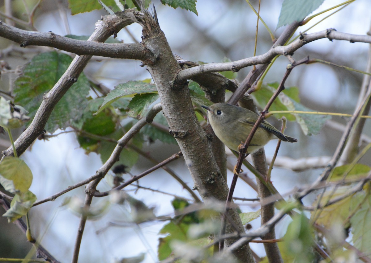 Ruby-crowned Kinglet - ML21229361