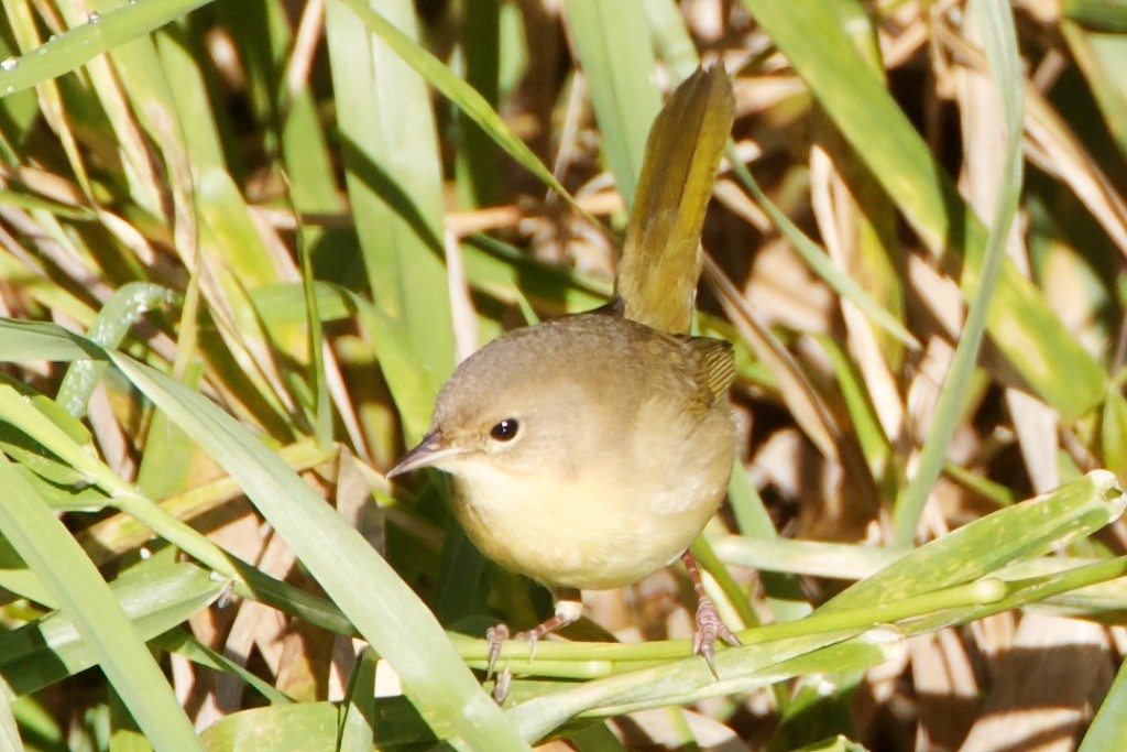 Weidengelbkehlchen - ML21229581