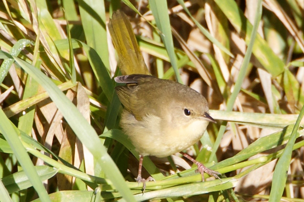 Common Yellowthroat - ML21229591