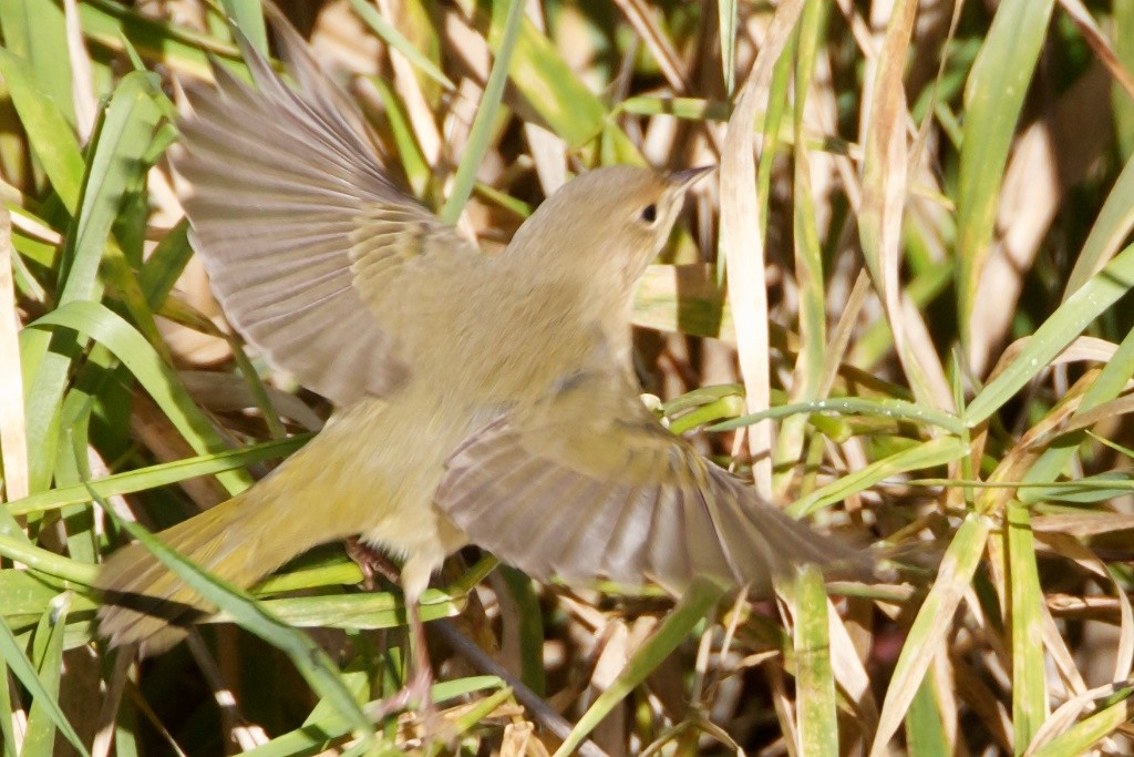 Common Yellowthroat - ML21229601