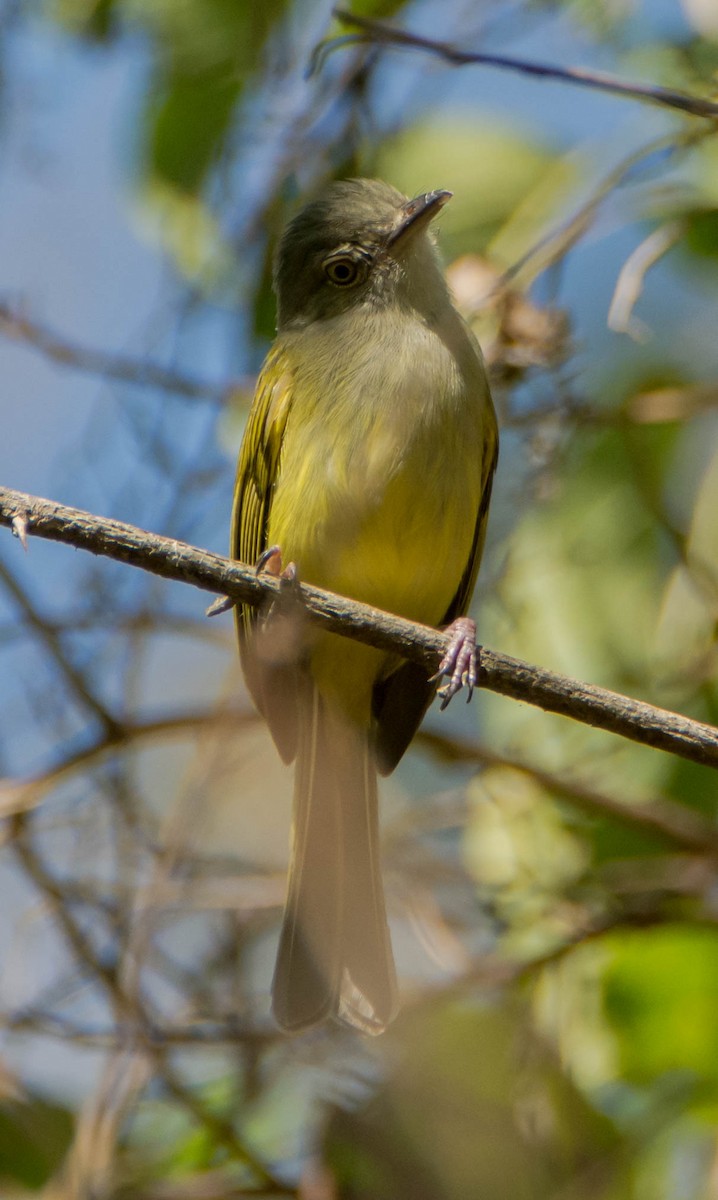 Yellow-olive Flatbill - ML212296191