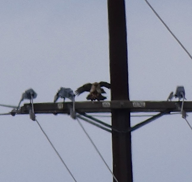 Red-tailed Hawk - ML212296281