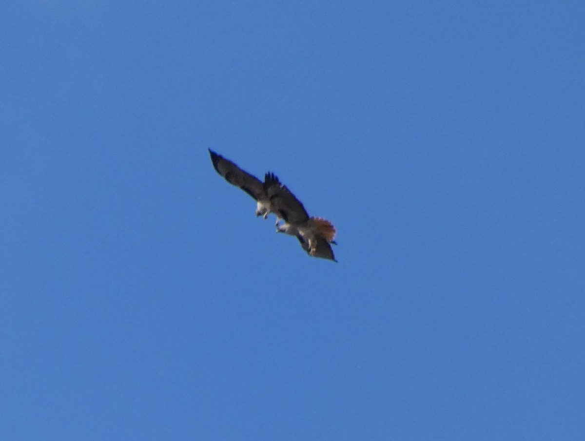Red-tailed Hawk - ML212296301