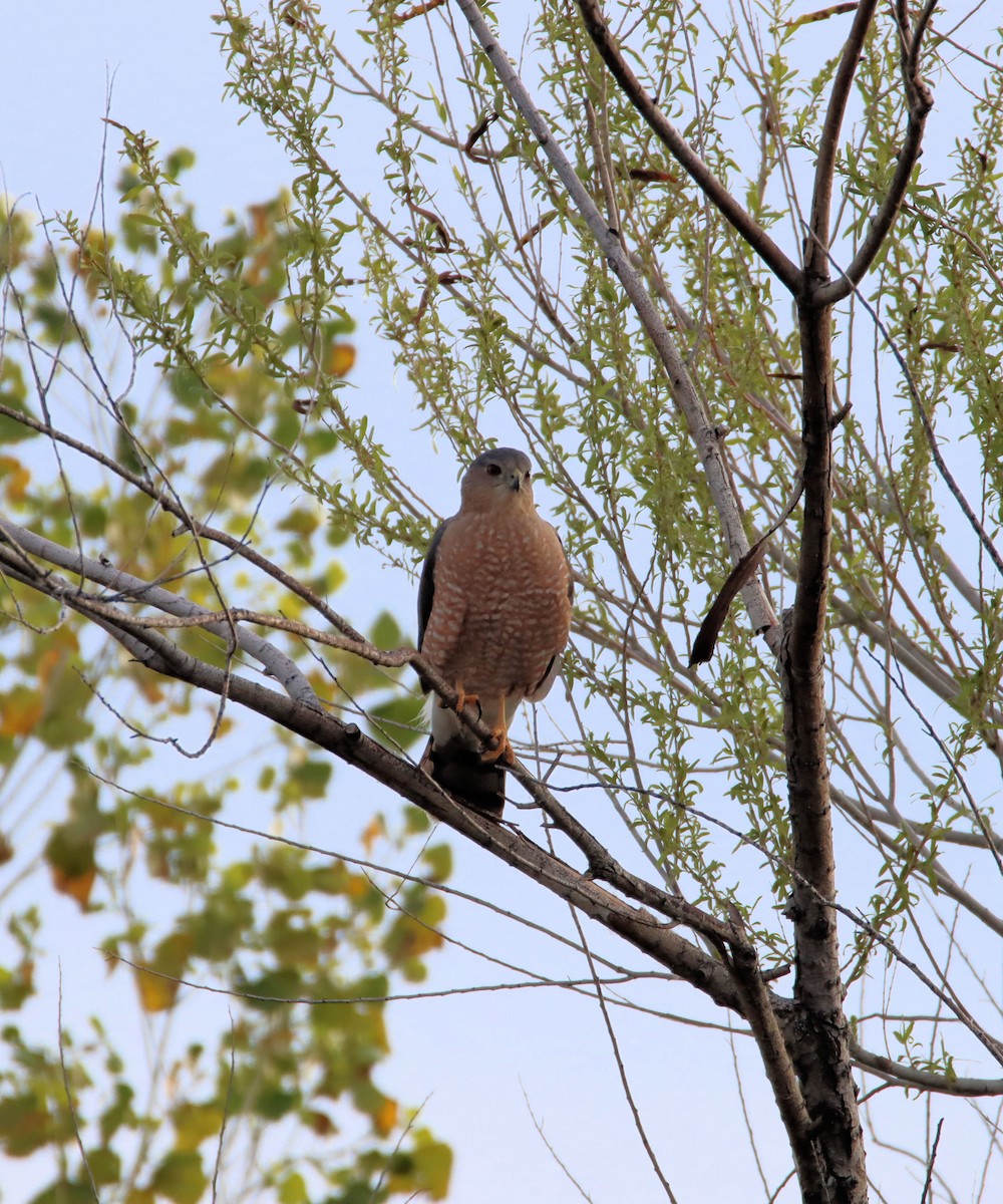 Cooper's Hawk - ML212296601