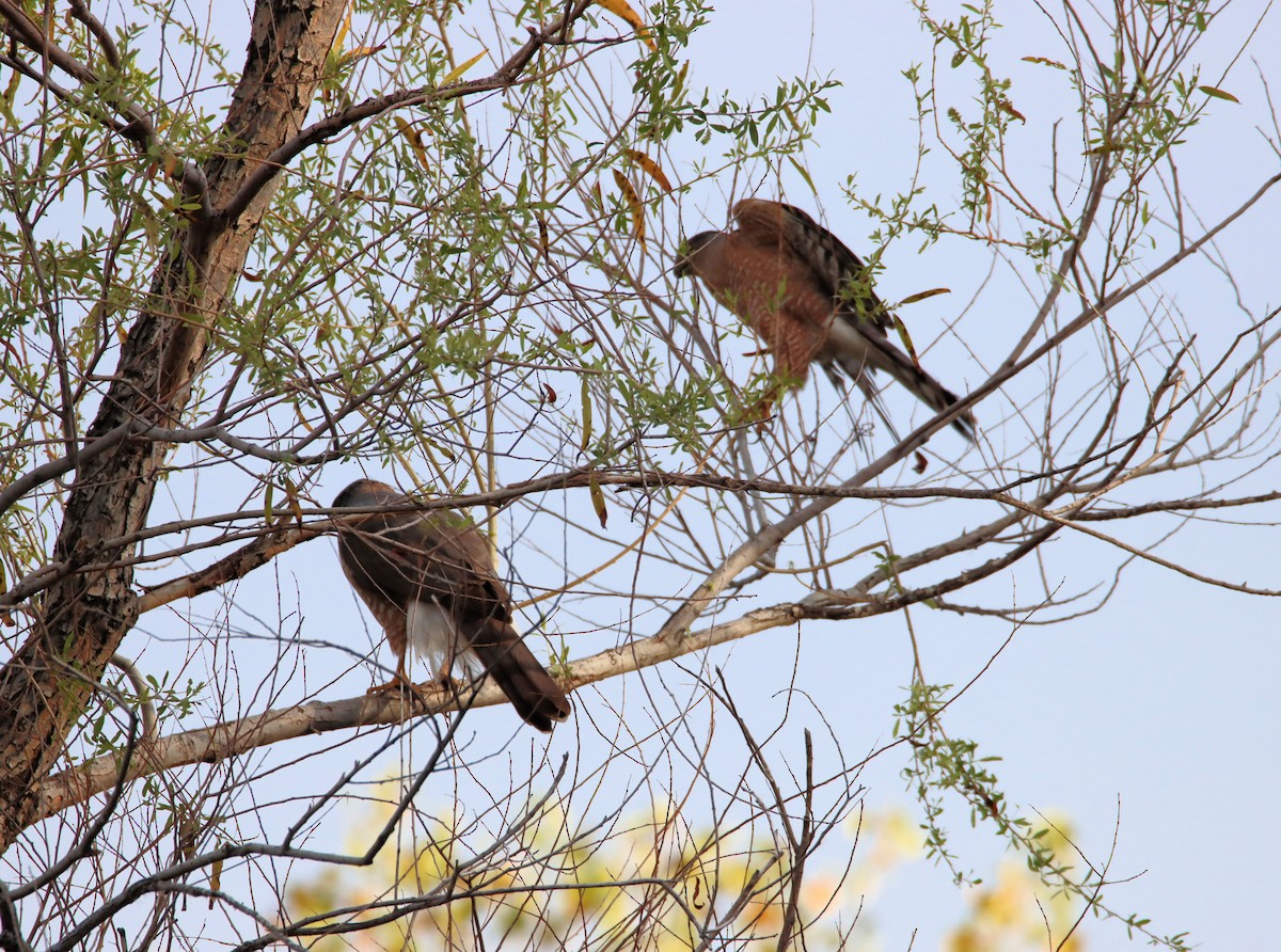 Cooper's Hawk - ML212296631