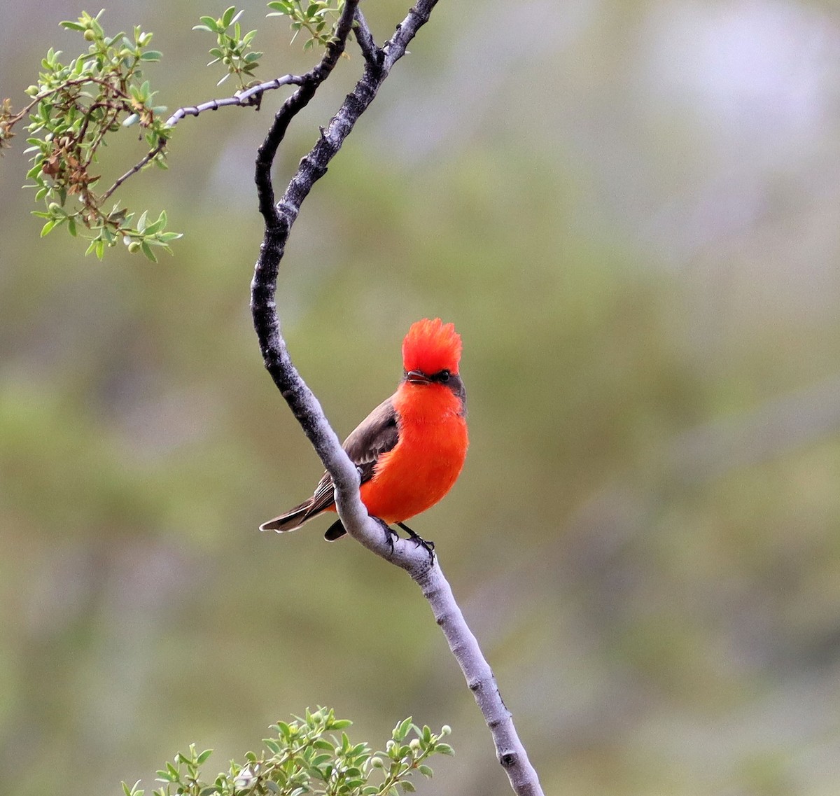 Vermilion Flycatcher - ML212297041