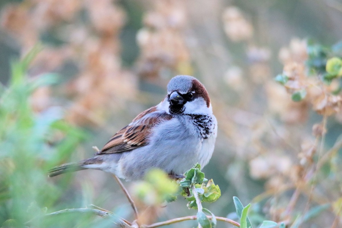 House Sparrow - ML212297721