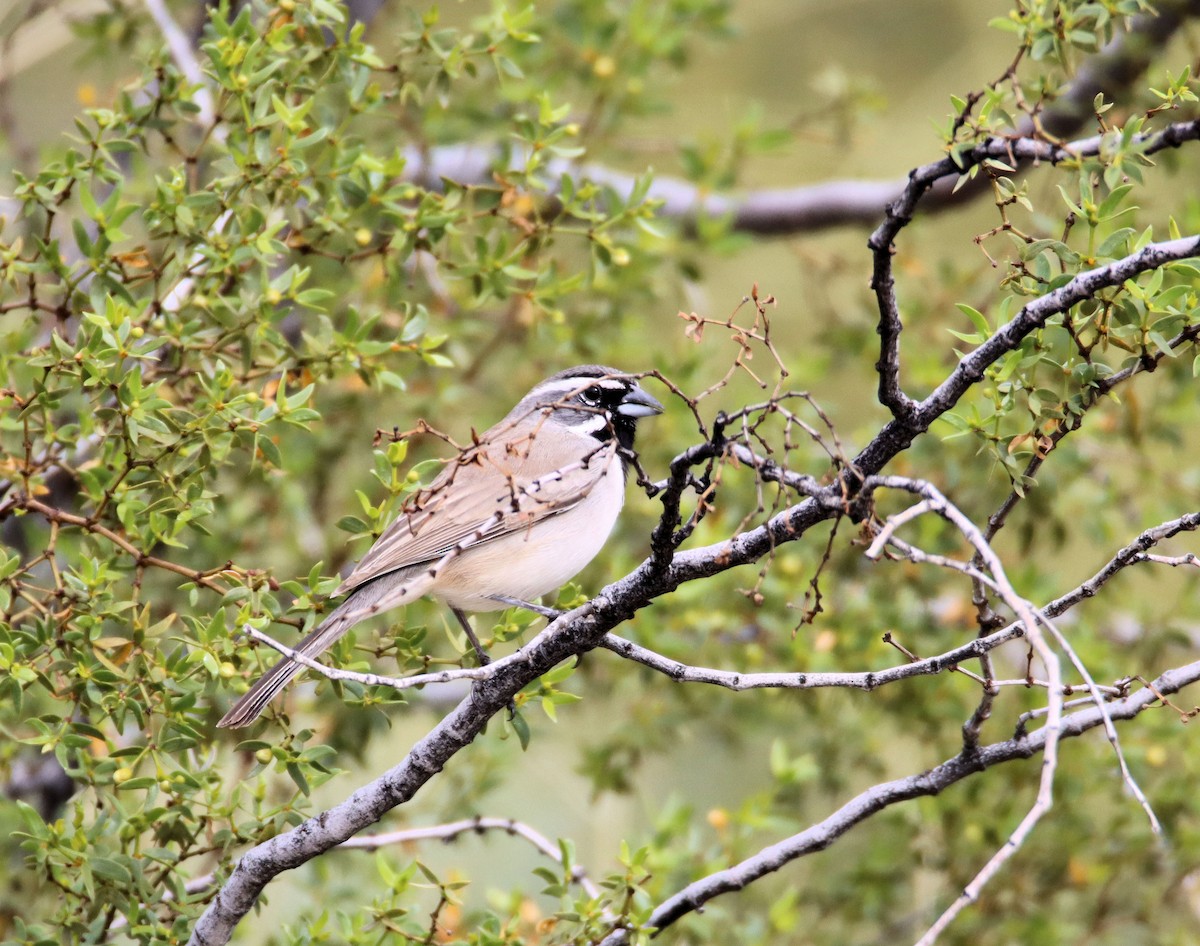 Black-throated Sparrow - ML212297881