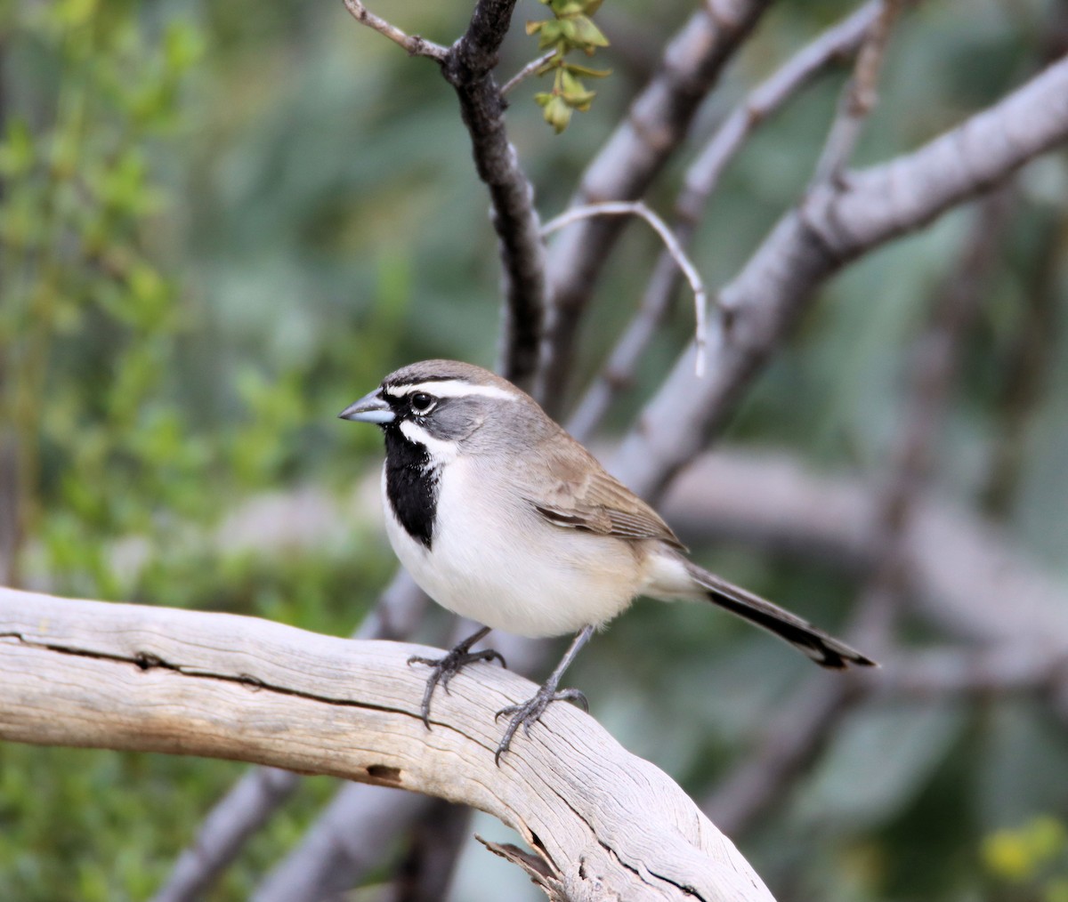 Black-throated Sparrow - ML212297901